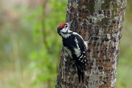 Great spotted woodpecker/Större hackspett.