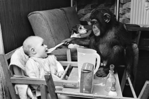 Judy, a two year old chimpanzee, feeding Tracey-Jane Clews in her grandparents’ home at Southam Farm Zoo, Warwickshire, July 1968.