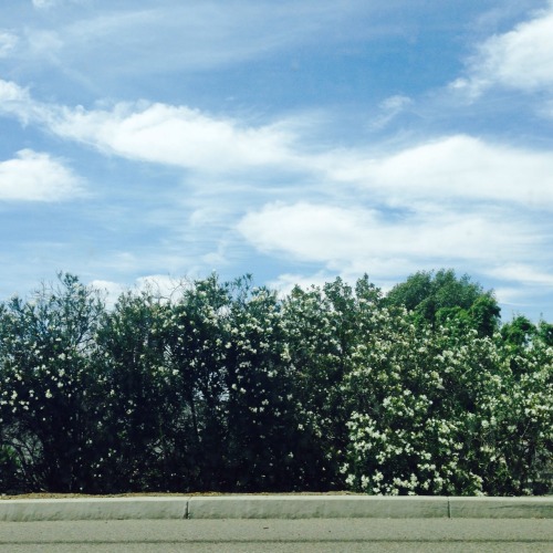 suezy:from the way home