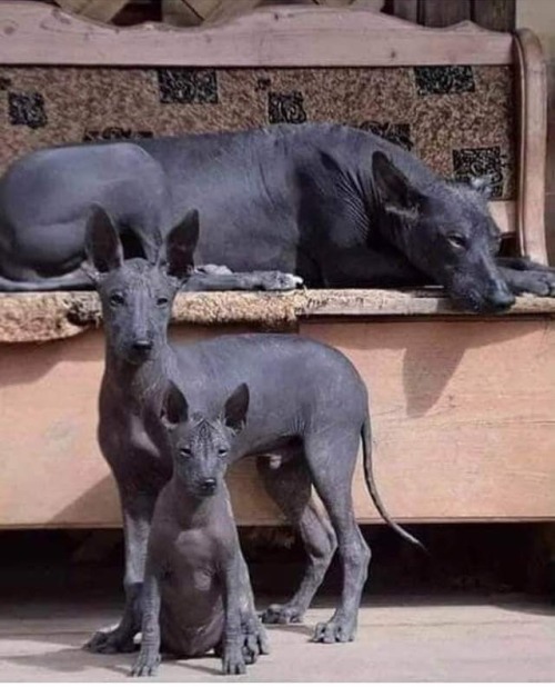 mutant-distraction:A family of Xolos,one of the most ancient dog breeds in the world,originally from