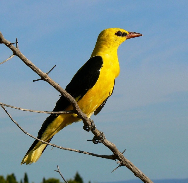 trulyvincent:  Pink Robin Violet-Backed Starling Golden Oriole Bumblebee Hummingbird