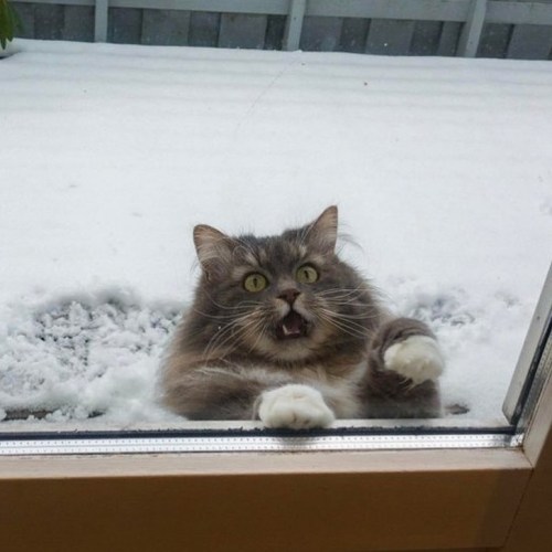 petermorwood: secondarydumpingspace:  atraversso:  Cats and snow don’t mix @petermorwood  Some of these cats seem less concerned than others; the ones who ARE concerned make up for it. :-&gt; 