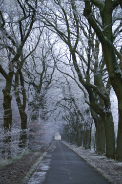 brutalgeneration:  cyclepath in winter, with frost (by serni)
