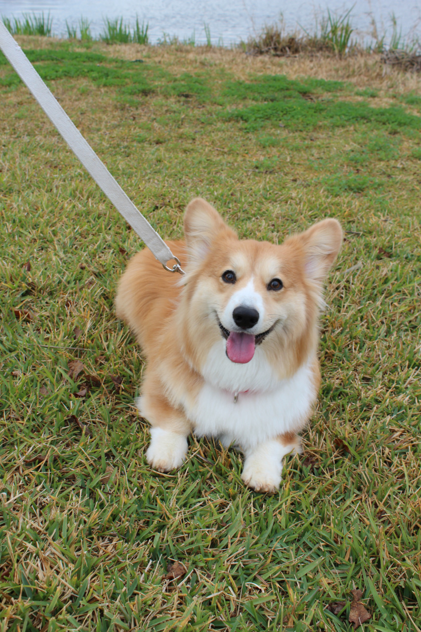 harryhiscorginess:  I love muddy grass!! 