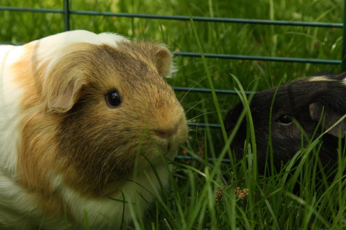 peeegs: Pretty good example of Lieb’s furry chaps and ear fluffies.