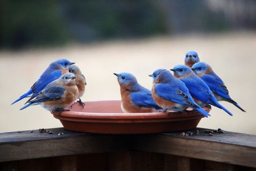 Porn photo birdblues:  Eastern Bluebird