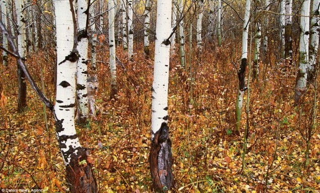 sixpenceee:Can you find the animal hidden in this picture? Hint: ɟloʍ ɐ s,ʇı