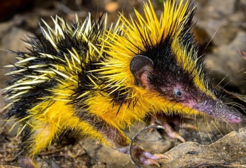 end0skeletal: There are 34 species of tenrec, a small omnivorous animal endemic to Madagascar and pa