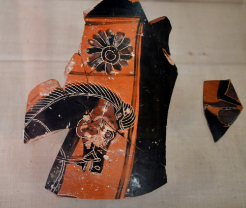 greek-museums:Archaeological Museum of Aegina, Kolona:Potsherds found at cemeteries, black-figure at