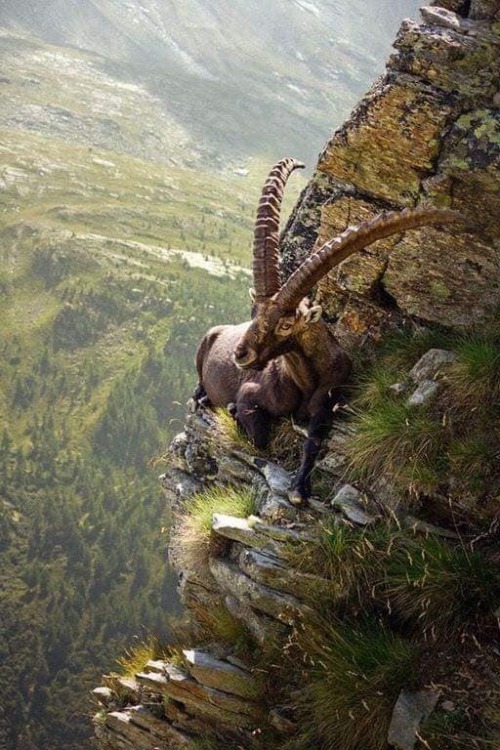 whitedogblog: The legendary Mongolian Ibex