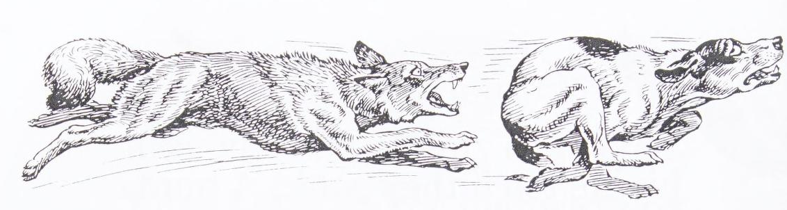 From Coyotes, written / illustrated by Wilfrid S. Bronson and published in 1946.