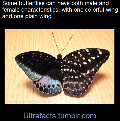 ultrafacts:    It’s called Gynandromorphism and it is very rare.   (Fact Source) For more facts, follow Ultrafacts   