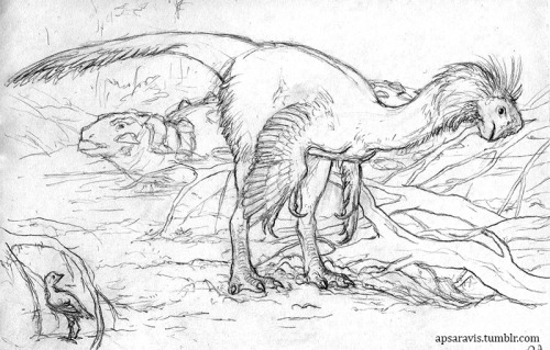 Citipati, Pinacosaurus and Gobipteryx. Pencil sketch with some quick test shading in Photoshop.