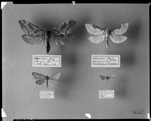 fieldmuseumphotoarchives:Here are 4 different types of moths from the Hepialidae family.© The Field 