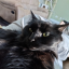 blackcatsarelovely