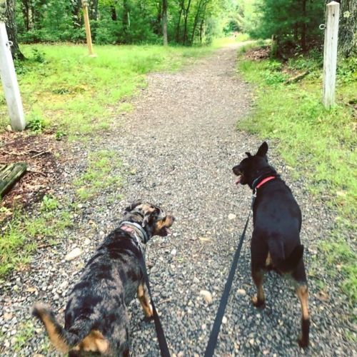 Best possible way to spend the #summersolstice : Out in the rainy woods with a couple of sweet pups.