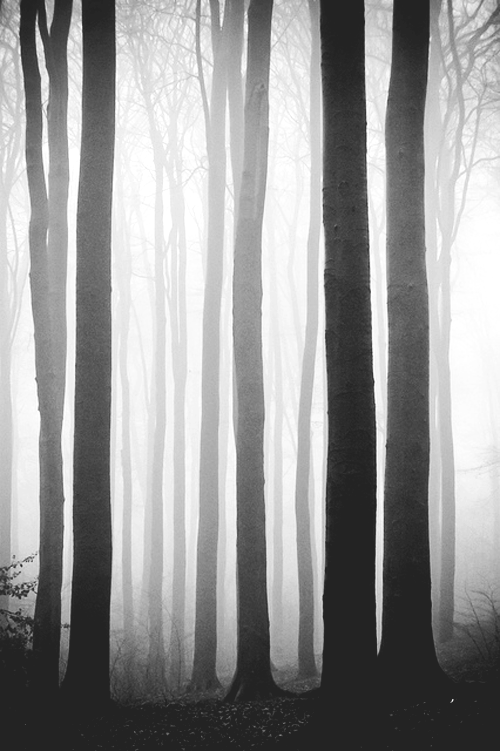 of stars and shadows.