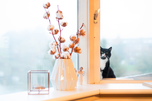 tuxedokarel:Meow! Let me in, Human!