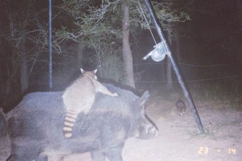 41 StrangeRaccoon riding a Boar captured on Trail Cam