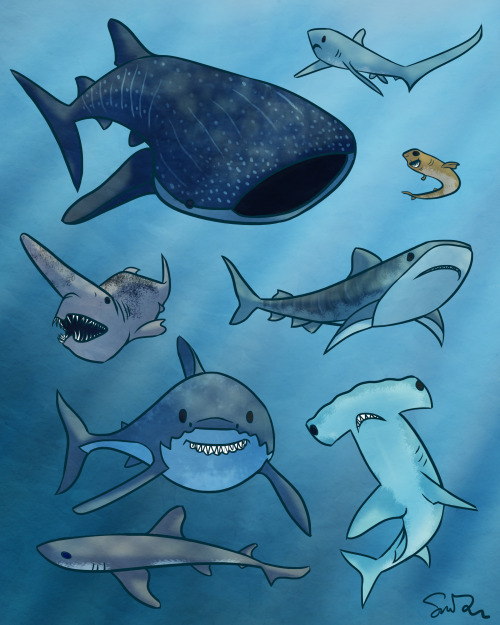 charminglyantiquated:sharks for a friend who loves sharks.salticinae