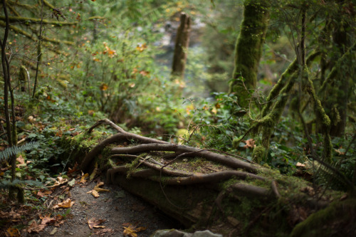 lobo-de-luna: Wallace Falls, Washington 9-17-14