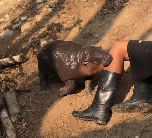 Know Your Pygmy Hippo Bebbies