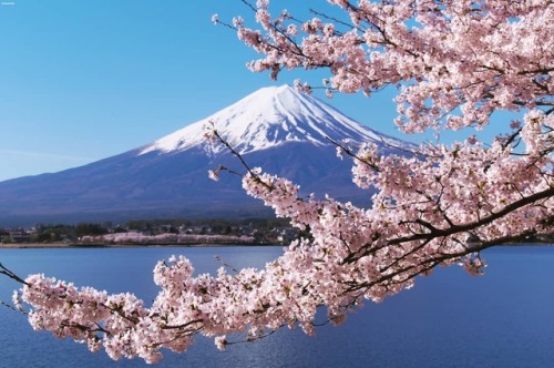 matryokeshi:富士山と桜 / Mt.Fuji and sakura