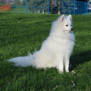 vysanthe:  noxiousfish:  q2k:  samoyeds are really just stage-3 evolutions of pomeranians. Unevolved pomeranian American eskimos are the awkward stage 2 evolution Final evolution is samoyed. Ancient legendary pokemon.   Great Pyrenees- Mega Evolution