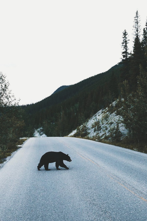 ikwt:   Why did the bear cross the road? (bdorts) | instagram