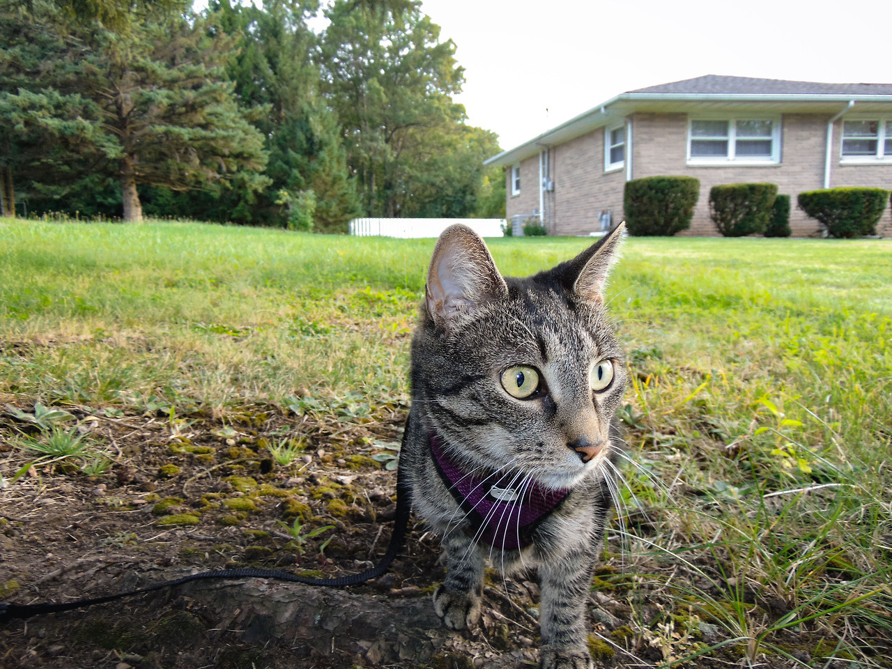ZELDA; CAT ON A LEASH (and her not as awesome roommates)