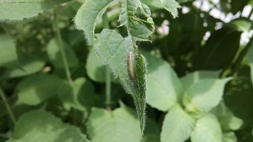 Spotted this little wiggly noodle starting to build his cocoon in the beebalm!Anyone know what speci