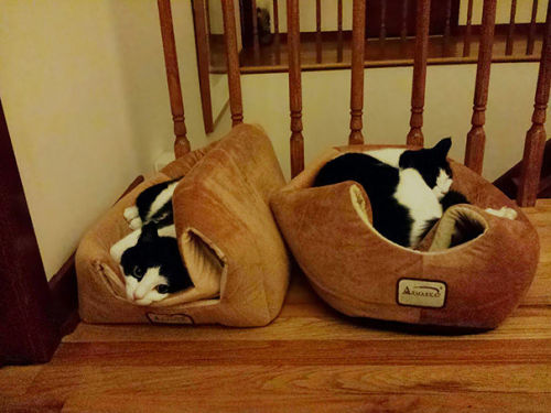 moonicorn-seraph: pr1nceshawn: Why do people even bother buying things for their cats? no but look a