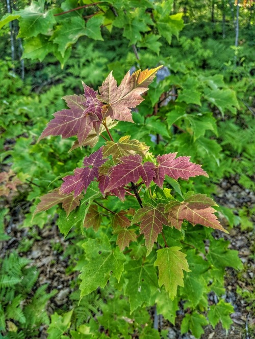 New growth