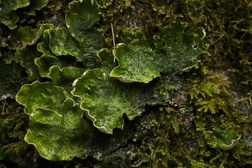 Peltigera aphtosa - Green Dog Lichen, Leafy Lichen, Felt Lichen, and Common Freckle Pelt.