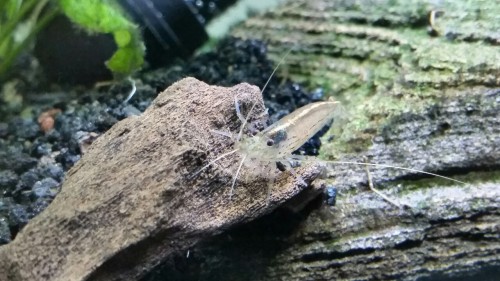 amano shrimp