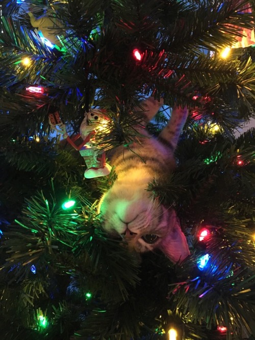 seventhfoniste: Someone’s enjoying the Christmas tree a little TOO much…