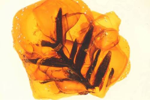 Amber reveals long past climatesRecent work by a team at Innsbruck University analysed 538 samples o