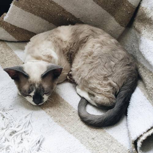 jackelizabeth:  A house full of sleepy little babies today 