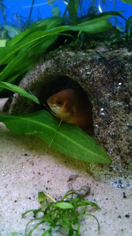 My Honey Gourami looks like he’s waving :3“Yes, hello, welcome to my cave! Come in, come