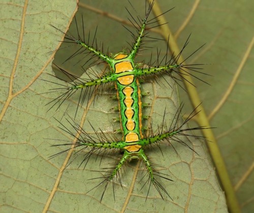 Stinging Nettle Slug Caterpillar (Cup Moth, Limacodidae)