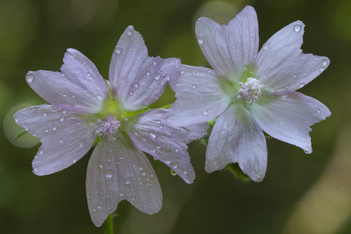 Malva alcea - Spain | ©Alfredo Redondo Navarro Malva alcea (Malvales - malvaceae) is commonly known 