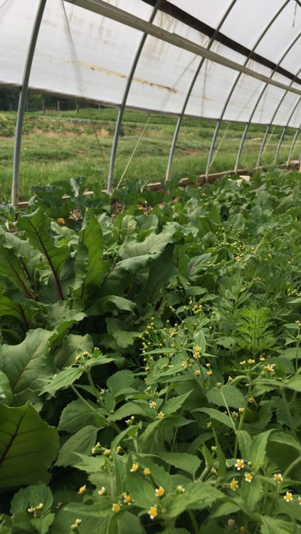 plantparenthood: in the greenhouse today with berry patch 