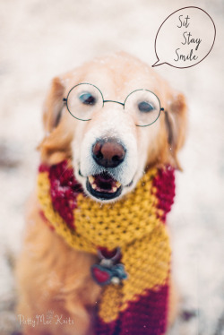 Handsomedogs:  Willie Says Not To Worry About The Winter Blahs That Are Still Hanging