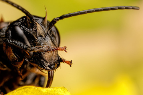 Mason Bee Maintenance [6000x4000] [OC]