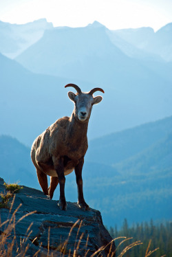 aitramah:  Female Bighorn Sheep | Photograher