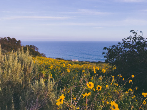 leahberman:flowersettingMalibu, Californiainstagram