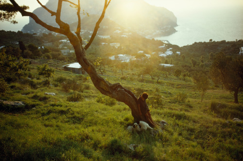 natgeofound:A boy rests with his dogs by a gnarled carob tree in Capri, Italy, June 1970.Photograph 