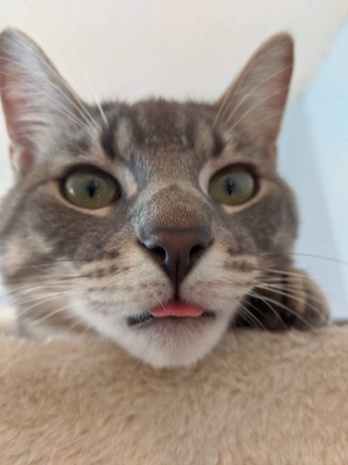 meowmoedotcom:   A rare blep in this house     meowmoe.com  #Cats  #Cat  #Kittens  #Kitten  #Kitty  