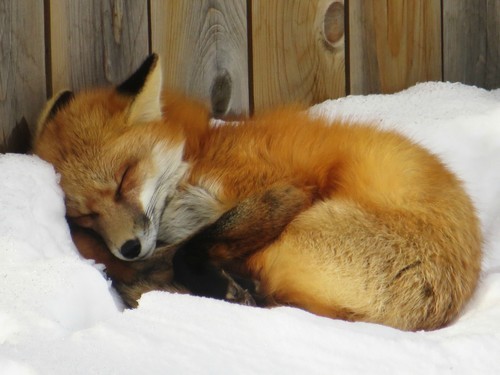 wonderous-world:  This red fox was found nestled up in the snow in a backyard in Alberta, Canada. Article 