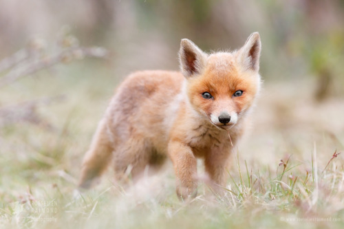 Little Fox Kit in a Big World by thrumyeye porn pictures